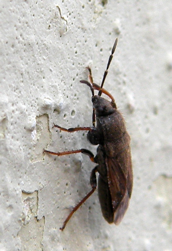 Due Lygaeidae e due Miridae